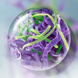 pages_microplastics.did_you_know.cards.4.description