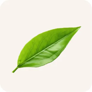 Green leaf icon